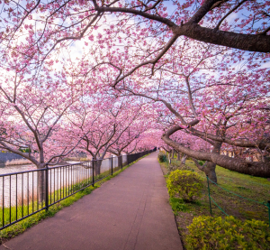 Weg entlang eines Flusses unter einem Tunnel aus rosa bl&uuml;henden Kirschb&auml;umen.