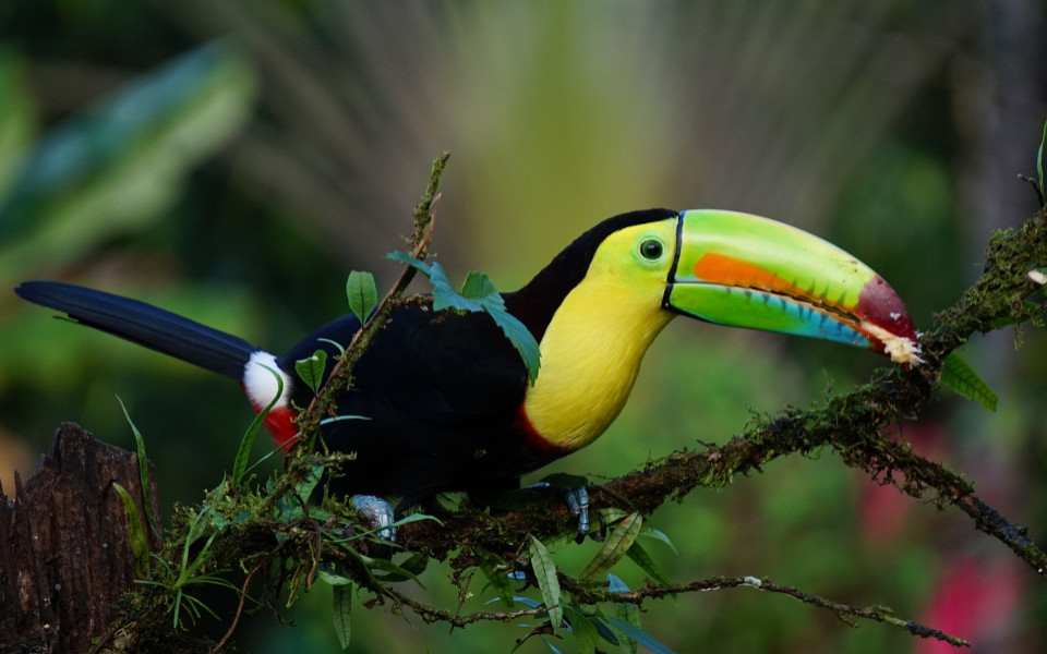 Bunter Tukan auf Ast