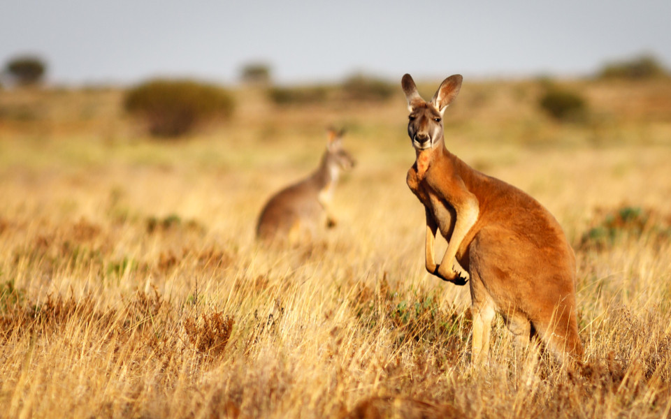 Rotes K&auml;nguru im Flinders Ranges Nationalpark, S&uuml;daustralien