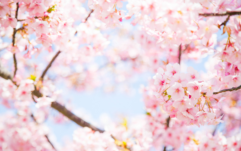Das Kirschbl&uuml;tenfest in Japan