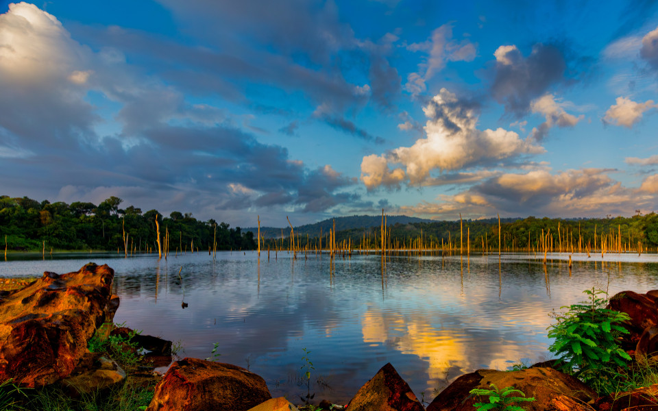 Baumstämme ragen aus dem Brokopondo-See im südlichen Surinam, umgeben von dichtem Wald.