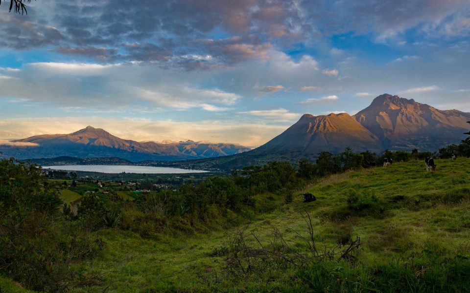 Grüne Hügellandschaft mit grasenden Kühen, dahinter ein See und die Vulkane Imbabura und Cotacachi in Ecuador.