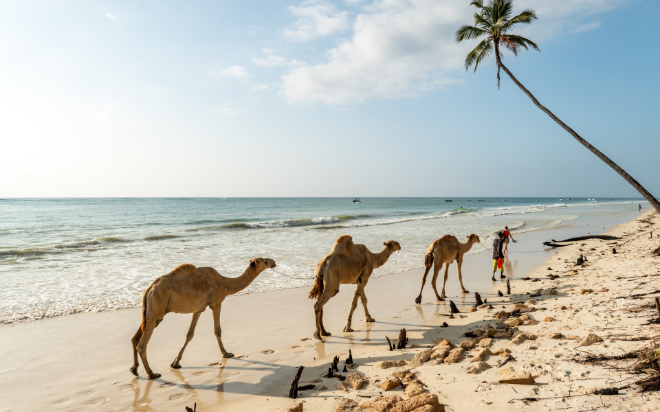 Kamele laufen am Strand entlang, begleitet von einer Person, mit dem Meer im Hintergrund am Galu Beach in Kenia
